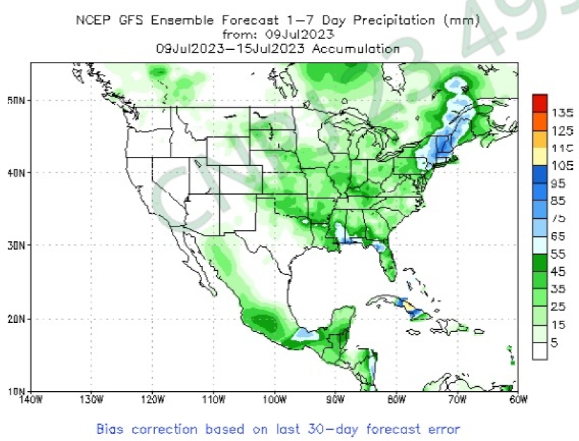 Rascunho automático
